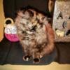 CPC Hot TortoiseShell Persian female 12 weeks October 1st 