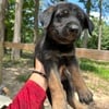 Belgian Shepherd/ Malinois Puppies