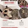 Sugar glider