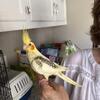 Hand fed tame rare color fully weaned 7 week old cockatiels