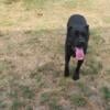 Beautiful Cane Corso