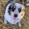Minnie Herding Guardian Puppies - Aussie Sheltie Collie Cattle Dog - Stay Small - Out of Working Stock