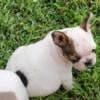 French bulldog female piebald puppy