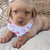 Labrador Retriever Puppies