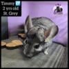 Adoptable Chinchillas