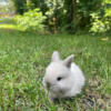 *2 remain* Mini Holland Lop Babies ready this weekend