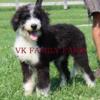 STANDARD BERNEDOODLE - EMERALD