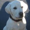 White Labrador Retriever Puppies