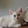 TICA registered nonstandard minuet kitten