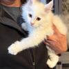 Maine Coon Female Kitten