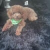 Toy poodle 