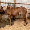 Big Boy for sale