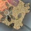 1 week old Cotornix Quail