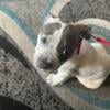 Mini American Bully Female and Male FOR SALE  MUST SALE