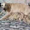 Golden Retriever Puppies