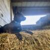 Dutch Shepherd