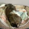 Maltese/Shih Tzu 3 female and 3 male ipuppies ready in 4 weeks