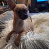 8 Week Old Full Blooded Female Chihuahua