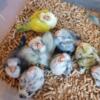 Quaker babies available