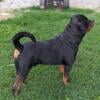 West Kentucky Rotties (Rottweiler Puppies for Sale)