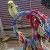 Helicopter Budgies