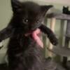 All black kittens and tuxedo kittens available