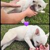 Female french bulldog