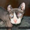 9 month old female sphynx