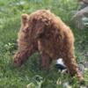 Mini Goldendoodle puppies ready 8/6/24