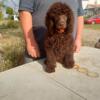 Multiple Collar AKC Poodle Puppies