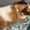 1 year old male guinea pig