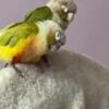 Two Green Cheek Conures