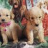 Golden doodle puppies ( Female's only)
