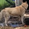 Iris Female Husky