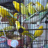 Quaker (monk) parrots for trade