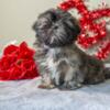 Adorable Shih Tzu Puppies Available Now