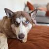 Female husky