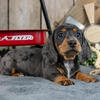 Adorable AKC Mini Dachshund Puppies