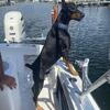 Westcoast Doberman and Golden Retriever