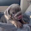 English Bulldog Puppies 8 Weeks Ready For Adoption Today