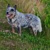 Akc Australian Cattle Dog At Stud