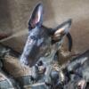 German shepherd puppies