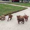 Cute American Pit Bull Terrier pups