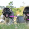 Purebred Caucasian Ovcharka 2 males and 1 female