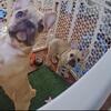 French bulldog 