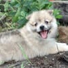 Pomeranian Puppies Purebred