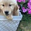 Playful golden retriever puppies