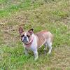 French Bulldog, Adult- Mn