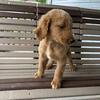 Goldendoodles!! Reduced!!!