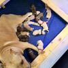 Cane Corso Puppies